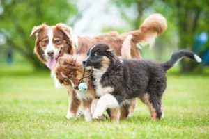 Monique Udell, PhD – How dogs form attachment and so much more!